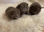 Cinnamon Scottish Fold Kittens - Scottish Fold Kitten For Sale - 