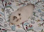 Chocolate Lynx Point and White Persian Male - Persian Kitten For Sale - South Boston, VA, US