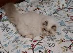 Chocolate Lynx Point & White Male - Himalayan Kitten For Sale - South Boston, VA, US