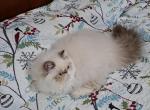 Chocolate Lynx Point & White Female - Himalayan Kitten For Sale - South Boston, VA, US