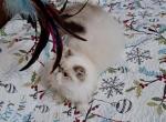 Chocolate Lynx Point and White Persian Kitten - Persian Kitten For Sale - South Boston, VA, US