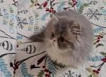 Blue Tabby and White Bicolor Persian Kitten - Persian Kitten For Sale - South Boston, VA, US