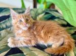 Maine Coon Orange Male - Maine Coon Kitten For Sale - 