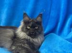 Ari - Maine Coon Kitten For Sale - New York, NY, US