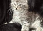 Alex - Maine Coon Kitten For Sale - New York, NY, US