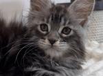 Izzy - Maine Coon Kitten For Sale - Houston, TX, US