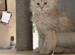 Gypsy x Max - Maine Coon Kitten For Sale - Orient, ME, US