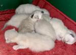 CarraShane - Ragdoll Kitten For Sale - 