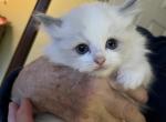 Finneganwillow - Ragdoll Kitten For Sale - 