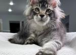 Forest hunter - Maine Coon Kitten For Sale - 