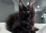 Imperator - Maine Coon Kitten For Sale - 