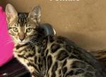 Purebred Bengal Kittens - Bengal Kitten For Sale - Milford, PA, US