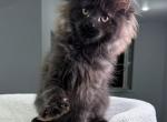 Helen - Maine Coon Kitten For Sale - 