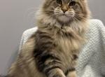 Urime - Maine Coon Kitten For Sale - 