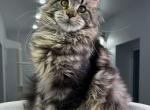 Katana - Maine Coon Kitten For Sale