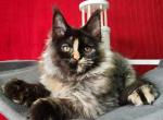 Uga Polydactyl - Maine Coon Kitten For Sale - Boston, MA, US