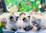 Ragamuffins of OREO & WOOLY - Ragamuffin Kitten For Sale - Lafayette, LA, US