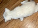 Snow - Bengal Kitten For Sale - Schenectady, NY, US