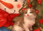 Mystics Kittens - Ragdoll Kitten For Sale - Newport, WA, US