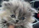 Pending Pam Dilute tortie - Persian Kitten For Sale - Ephrata, PA, US