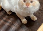 Nicolas - Ragdoll Kitten For Sale - 