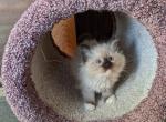 TICA Mitted Seal Ragdoll Kitten Female - Ragdoll Kitten For Sale - Saint Joseph, MO, US