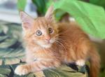 Maine Coon Orange  Male - Maine Coon Kitten For Sale - Orlando, FL, US