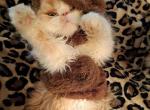 WIGGLES Litter - Persian Kitten For Sale - 