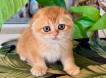 Scottish Fold Golden  Female - Scottish Fold Kitten For Sale - Orlando, FL, US