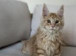 Argus - Maine Coon Kitten For Sale - 