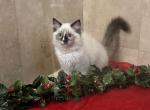 Lightning Blaze   Half Off - Ragdoll Kitten For Sale - 