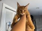 Carrot - Maine Coon Kitten For Sale - Hollywood, FL, US