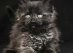 Thomas polydactyl - Maine Coon Kitten For Sale - 