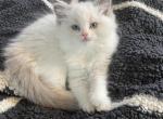 Blue bicolor male - Ragdoll Kitten For Sale - San Diego, CA, US