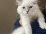 Bluepoint lynx - Ragdoll Cat For Sale - 