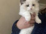 Seal bicolor male and female - Ragdoll Kitten For Sale - San Diego, CA, US