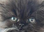 Pending Pam Black boy - Persian Kitten For Sale - Ephrata, PA, US