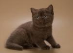 Taori - British Shorthair Kitten For Sale - 