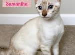 Seal Lynx Snow Bengal Female - Bengal Kitten For Sale - 