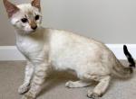 Seal Lynx Snow Bengal Female Samantha - Bengal Kitten For Sale - Morgantown, IN, US