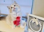 Bella - Ragdoll Kitten For Sale - 