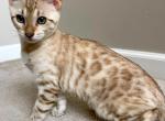 Seal Mink Snow Female Bengal Carrie - Bengal Kitten For Sale - Morgantown, IN, US