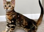 Brown Marbled Female Bengal Charlotte - Bengal Kitten For Sale - Morgantown, IN, US