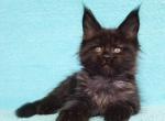 Nika - Maine Coon Kitten For Sale - Houston, TX, US