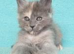 Nansy - Maine Coon Kitten For Sale - Houston, TX, US