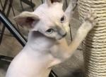 Roxy - Sphynx Kitten For Sale - Johnson City, TN, US