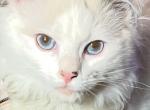 Lilac Male Kitten - Ragdoll Kitten For Sale - Saylorsburg, PA, US