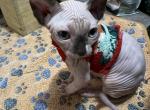 Sphynx Girl Nala - Sphynx Kitten For Sale - Chicago, IL, US