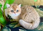 British Shorthair Golden Female - British Shorthair Kitten For Sale - Orlando, FL, US