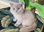 British Shorthair Lilac Male - British Shorthair Kitten For Sale - Orlando, FL, US